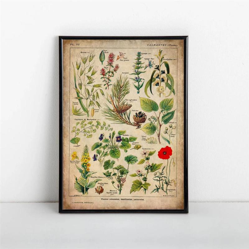 Vintage Medicinal Plants Painting on Canvas - Soothing Herbs and Flowers