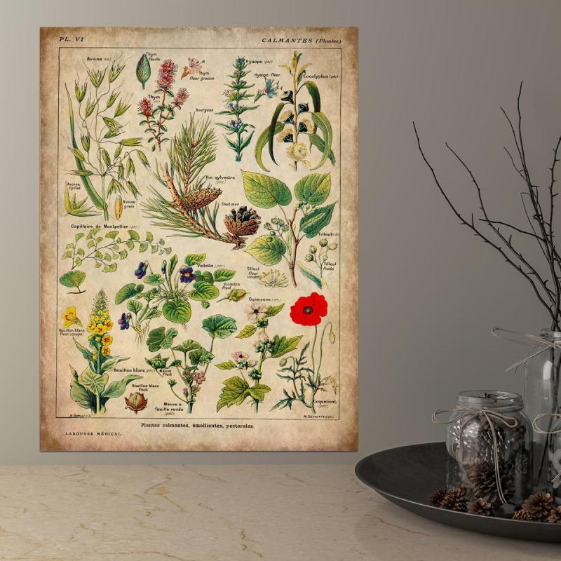 Vintage Medicinal Plants Painting on Canvas - Soothing Herbs and Flowers