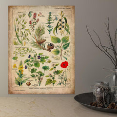 Vintage Medicinal Plants Painting on Canvas - Soothing Herbs and Flowers