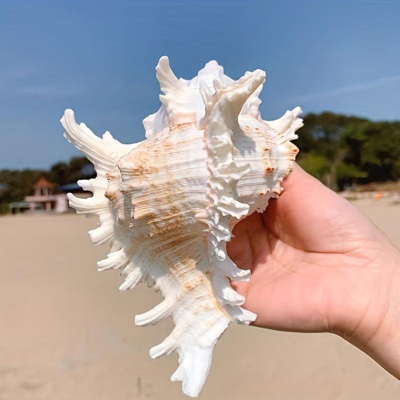Natural Conch Shell Snail Material Unicorn Snail Gift Fish Tank Landscaping