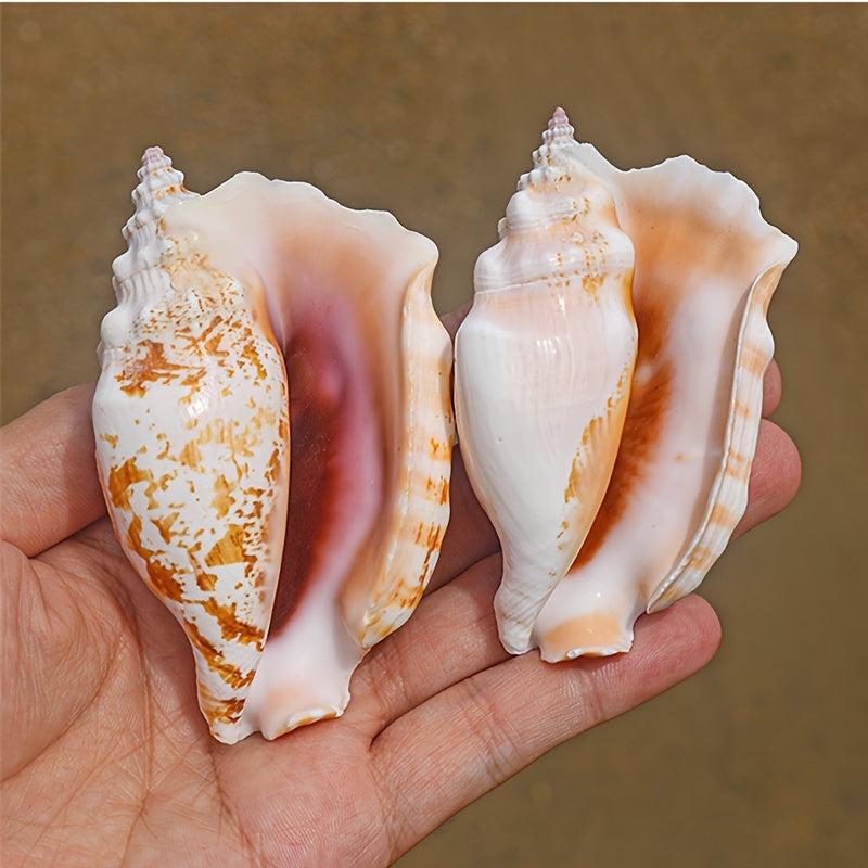 Purple Sleeve Phoenix Conch Natural Shell Fish Tank Decoration