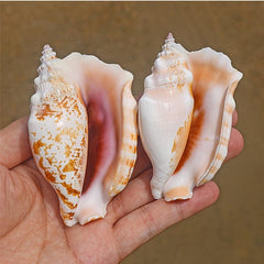 Purple Sleeve Phoenix Conch Natural Shell Fish Tank Decoration