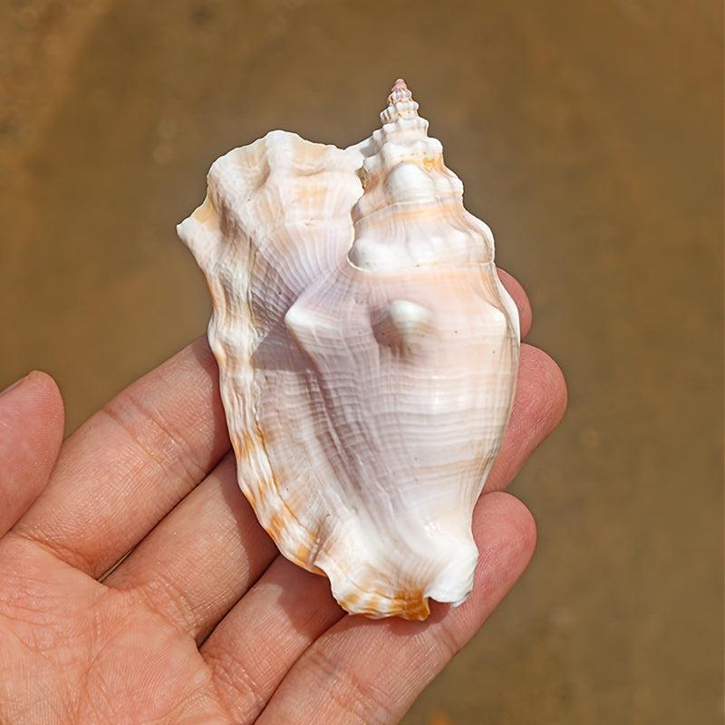 Purple Sleeve Phoenix Conch Natural Shell Fish Tank Decoration