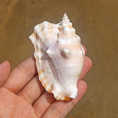 Purple Sleeve Phoenix Conch Natural Shell Fish Tank Decoration