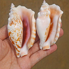 Purple Sleeve Phoenix Conch Natural Shell Fish Tank Decoration