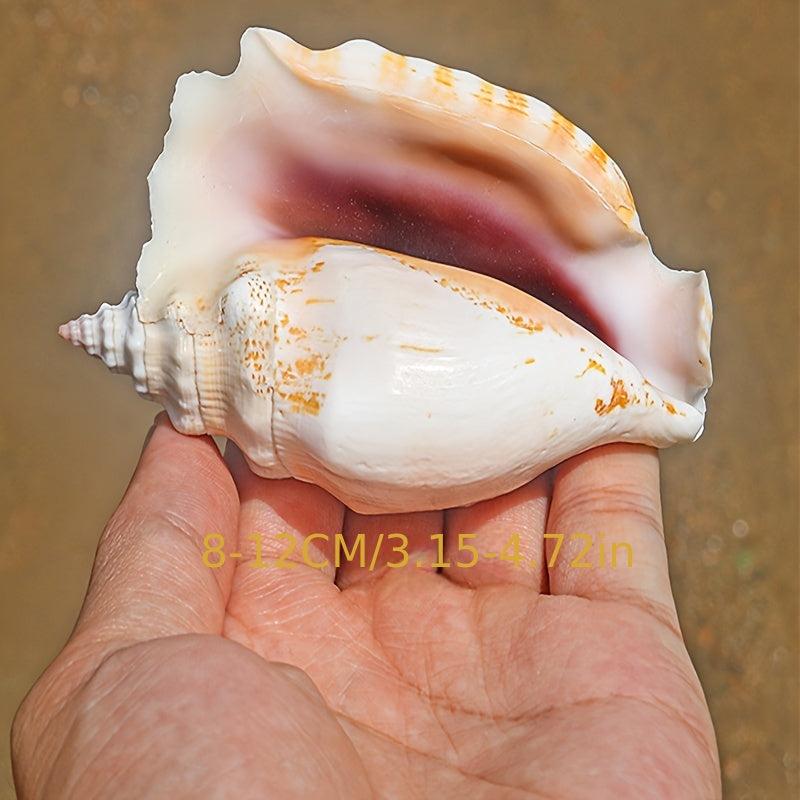 Purple Sleeve Phoenix Conch Natural Shell Fish Tank Decoration