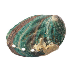 Abalone Shell Conch Shell Aquarium Decoration