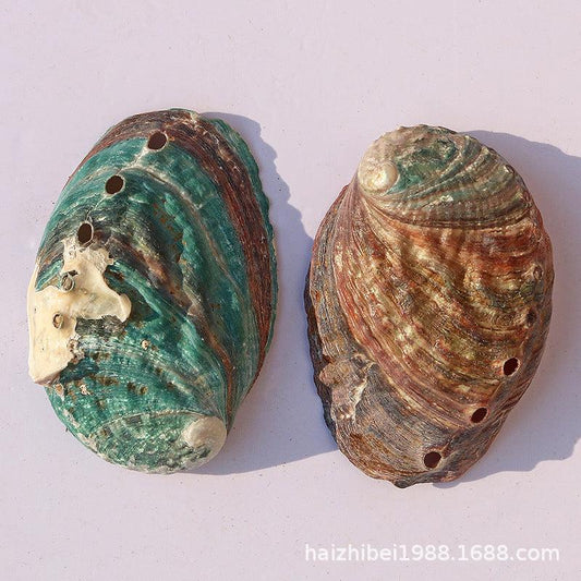 Abalone Shell Conch Shell Aquarium Decoration