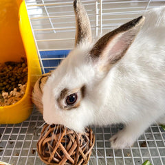 Safe Chew Toys for Small Animals - Hamsters, Guinea Pigs, Chinchillas
