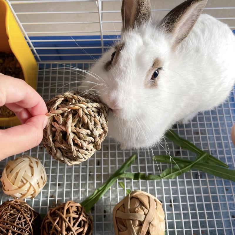Safe Chew Toys for Small Animals - Hamsters, Guinea Pigs, Chinchillas