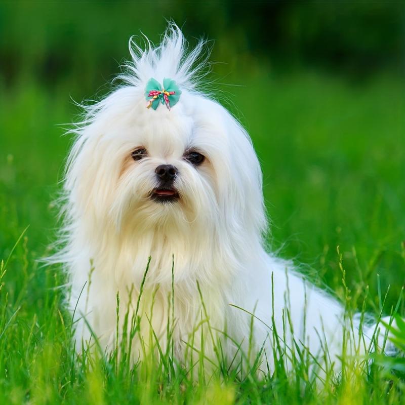 5pcs Lace Pet Bow for Dogs Stylish Pet Headwear