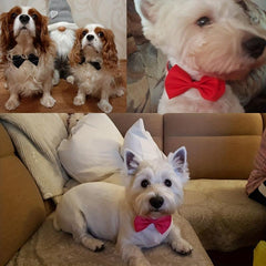 12pcs Adjustable Dog Bow Ties for Stylish Pet Grooming