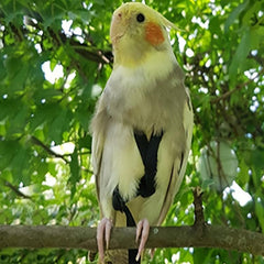 Adjustable Pet Parrot Leash & Harness - Bird Harness For Flying - Traction Rope