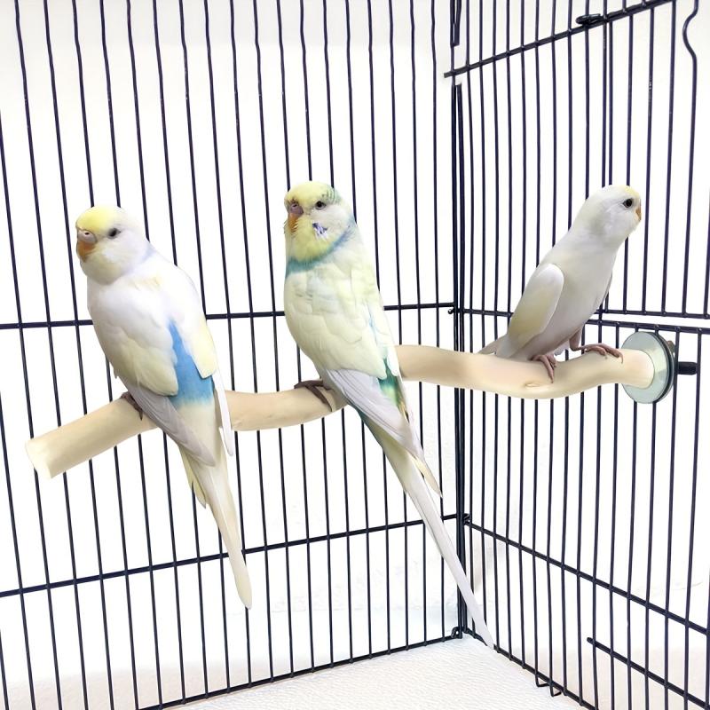 Wooden Parrot Stand Toy for Cage Fun Bird Accessories