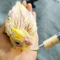 4pcs Bird Feeder Supplies For Parrots Needle Tube Feeder Parrot Feeding