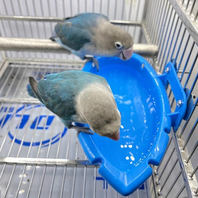 Hanging Bird Bath Tub for Parrots - Fun and Hygienic Bathing Experience