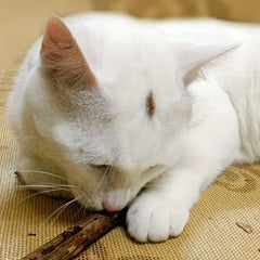 Interactive Cat Stick Chew Toy - Durable Teething Kitten Fun Toy