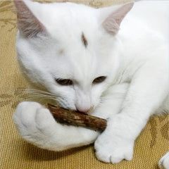 Interactive Cat Stick Chew Toy - Durable Teething Kitten Fun Toy