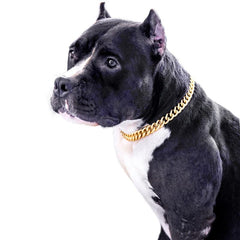 Cuban Link Dog Collar for Small/Medium Dogs