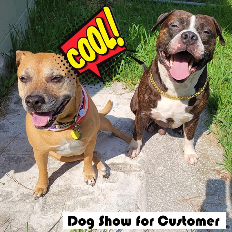 Cuban Link Dog Collar for Small/Medium Dogs