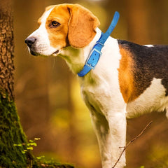 Waterproof TPU Pet Dog Collar Zinc Alloy Buckle