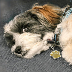 Custom Glitter Paw Print Dog ID Tag - Personalized Engraved Pet Collar Tag
