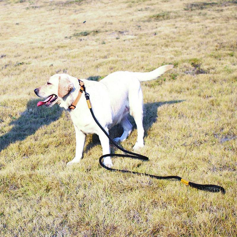 16ft Outdoor Training Pet Leash - Strong and Wear Resistant