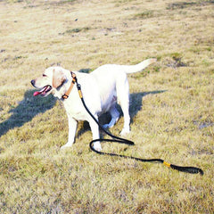 16ft Outdoor Training Pet Leash - Strong and Wear Resistant