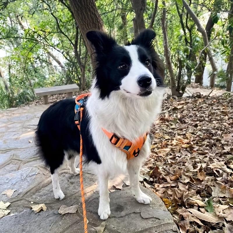 Reflective Breathable Dog Vest with Handle, Adjustable and Padded