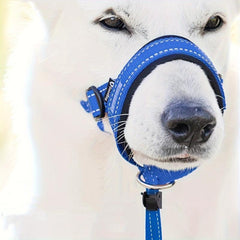 Padded Headcollar & Strap for Safe & Comfortable Dog Walking