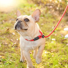 Heavy Duty P-Shaped Chain Dog Leash for Strong Control