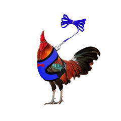 Comfortable Chicken Harness & Leash for Training Ducks, Chickens, Geese