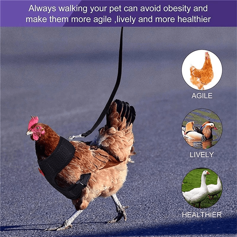 Comfortable Chicken Harness & Leash for Training Ducks, Chickens, Geese