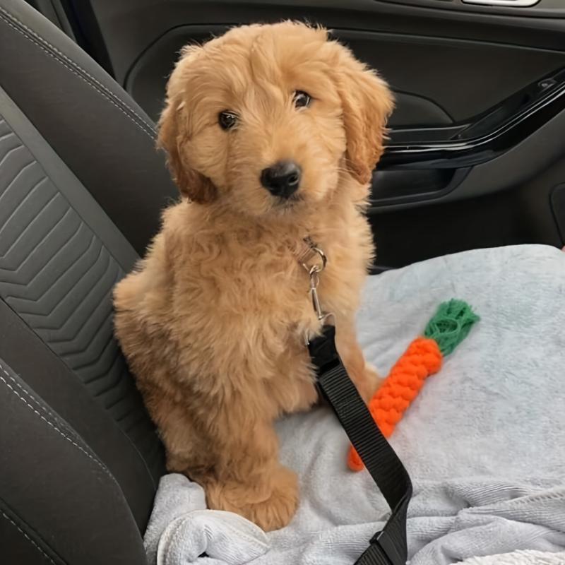 Adjustable Elastic Car Seat Belt for Safe Pet Travel