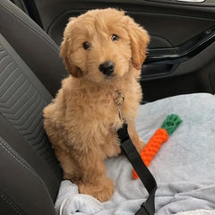 Adjustable Elastic Car Seat Belt for Safe Pet Travel