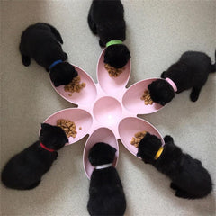 Functional Cat & Dog Food Bowl for Upgrade Pet Mealtime
