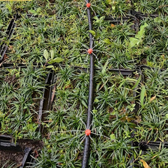 Adjustable Irrigation Drippers Micro Flow Drip Anti Clogging