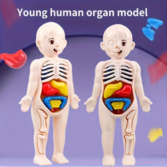 Human Body Anatomy Model Kit Educational Science Toy