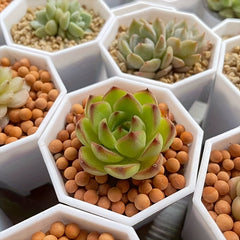 10pcs Octagonal Planter for Succulents & Cacti Growth