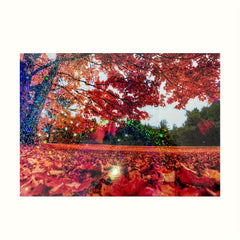 50 Sheets Sand Star Holographic Sticker Sheets - Self Adhesive Vinyl Sti