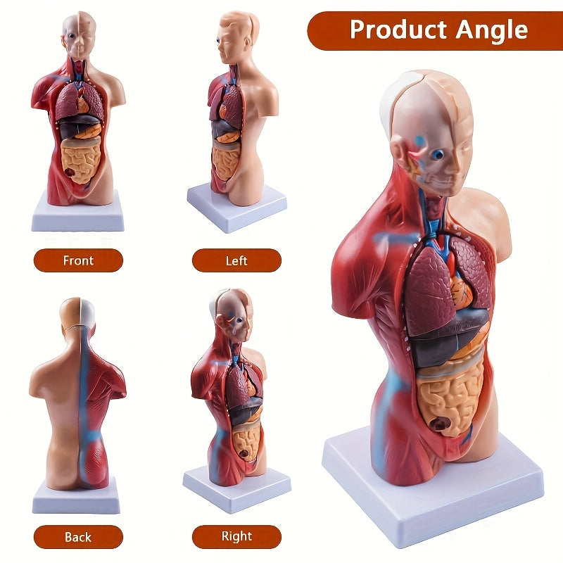 Durable PVC Anatomical Organ Model for Medical Students Educational Study
