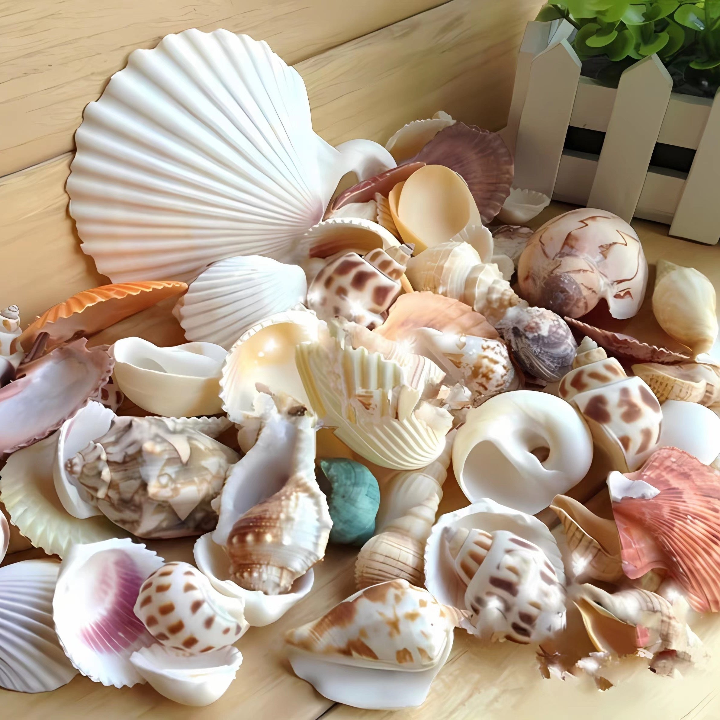 150g Shell Conch Fish Tank Aquarium Ornaments