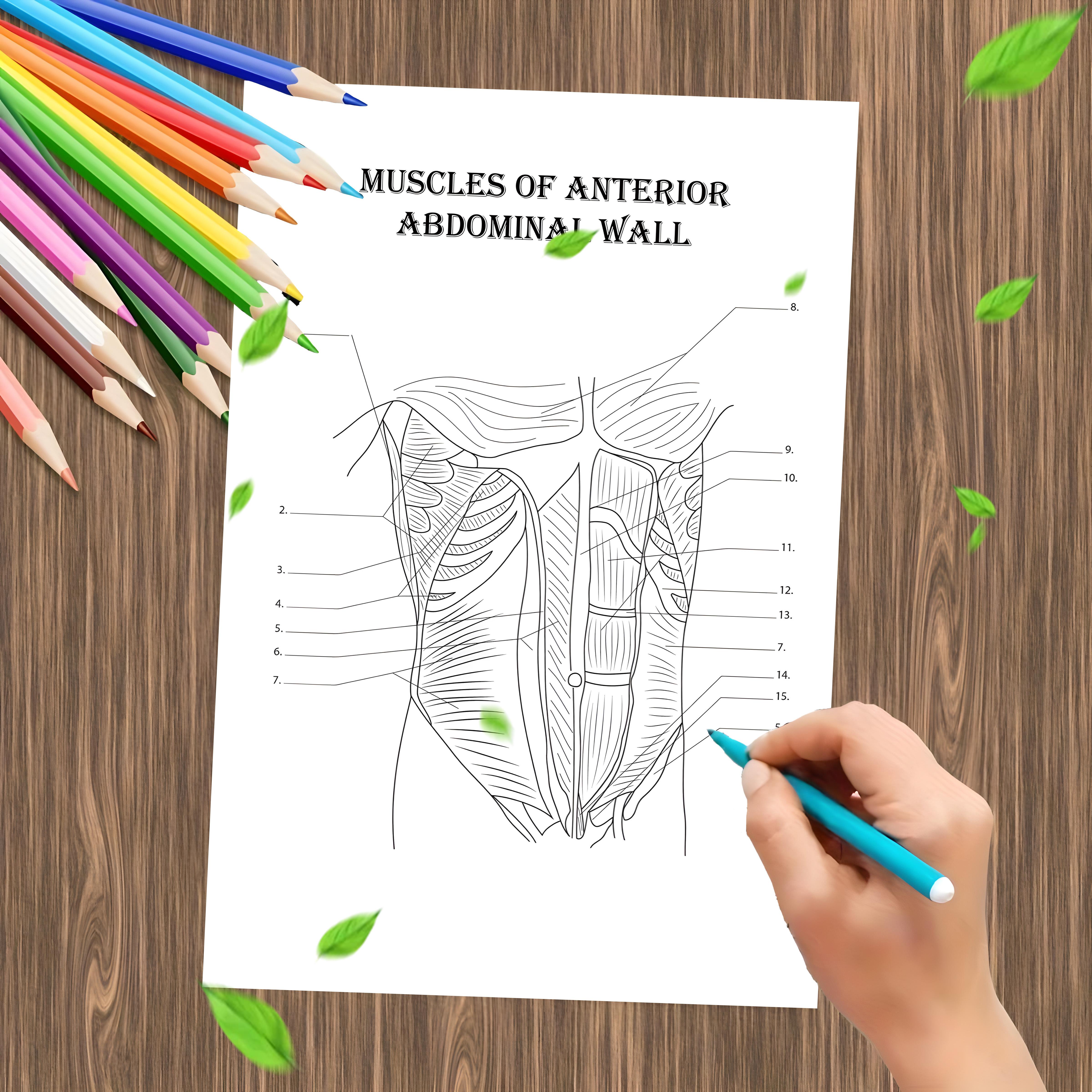 Anatomy & Physiology Coloring Book - Perfect Gift for Medical Students