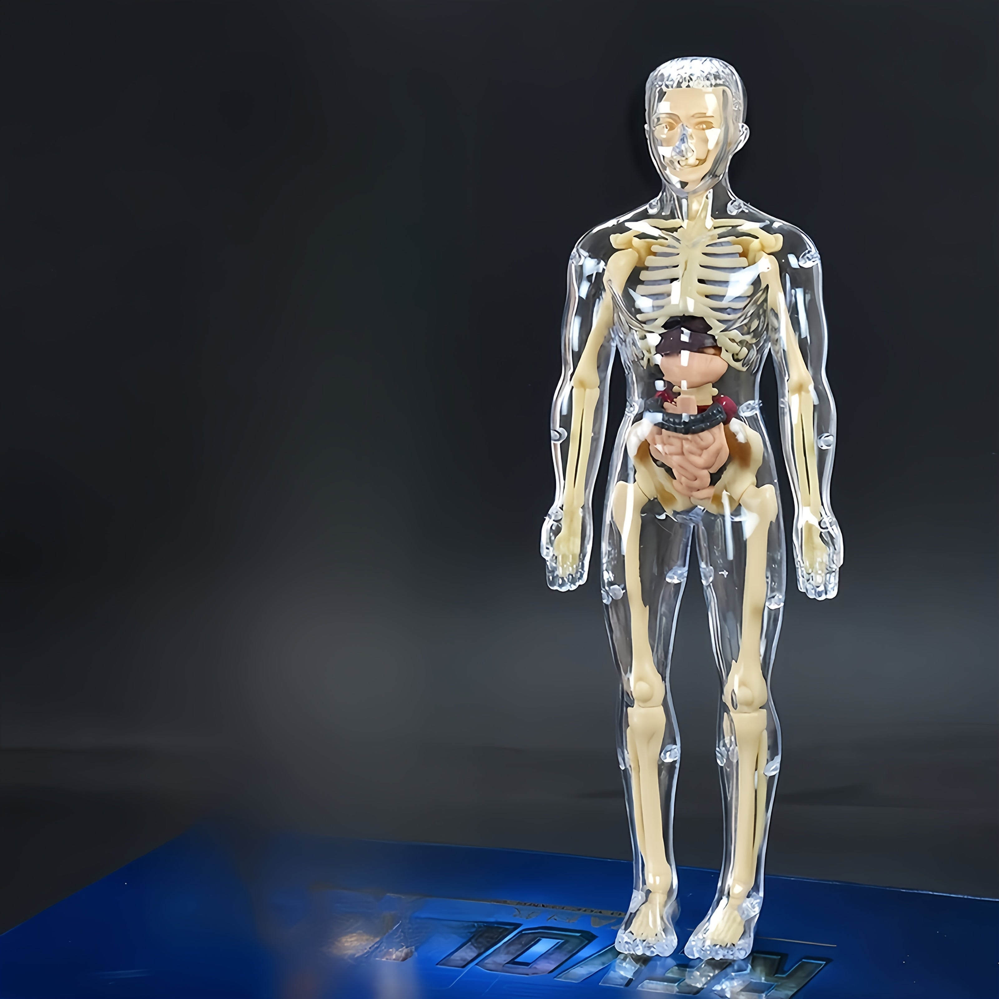30pcs Human Anatomy Model Set Educational Science Tool Detachable Skeletons