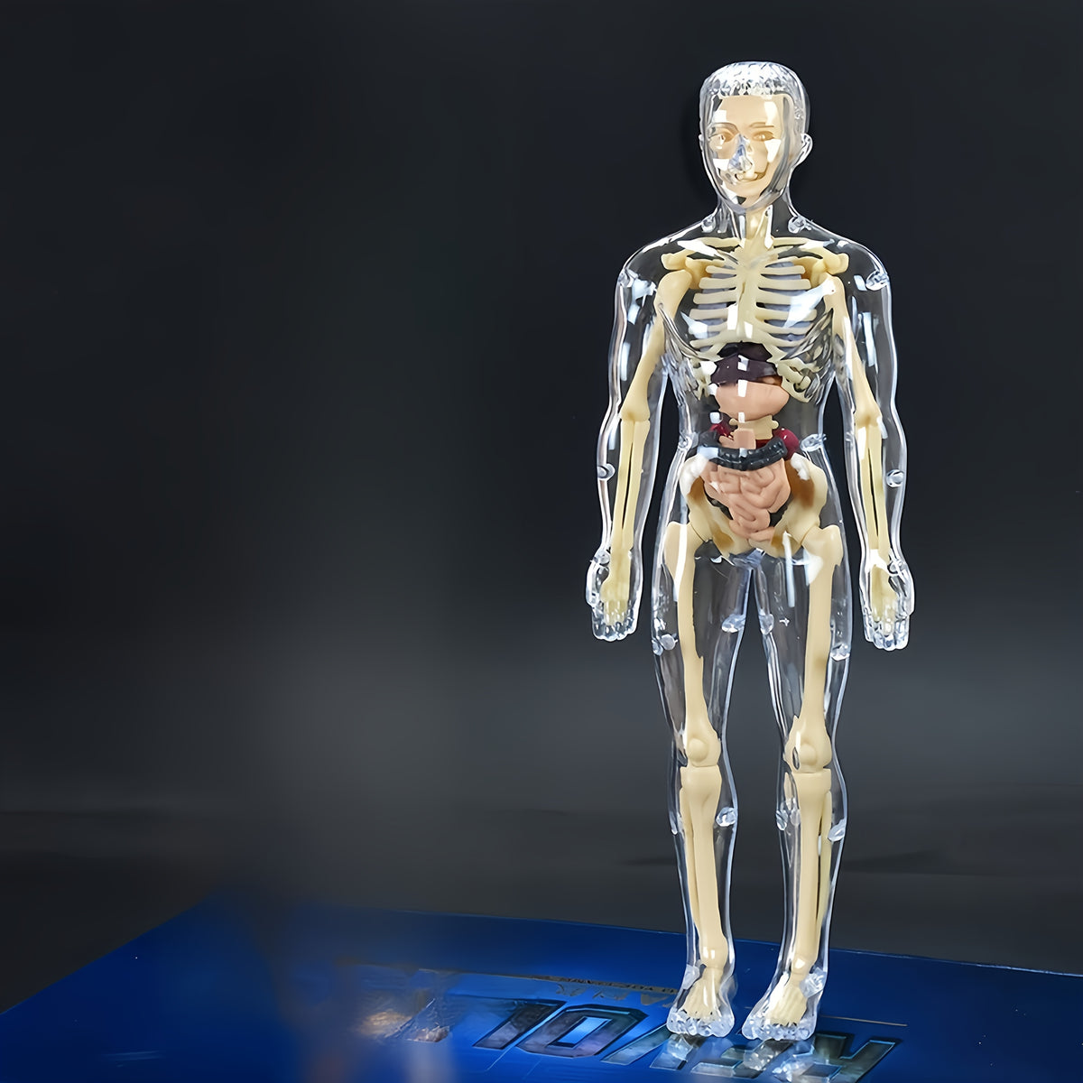 30pcs Human Anatomy Model Set Educational Science Tool Detachable Skeletons