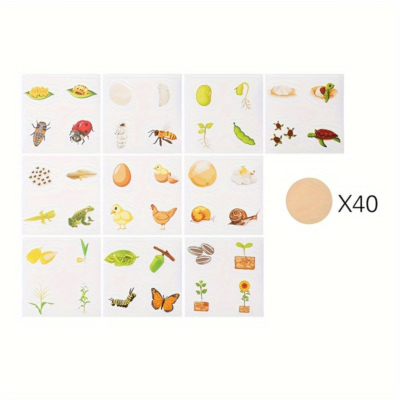Wooden Life Cycle Board Puzzle Growth Circle Cognitive Educational Toys