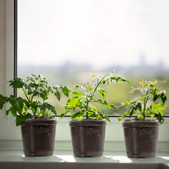 30 Clear Nursery Pots with Humidity Domes 10-16 cm - Seed Starter Pots