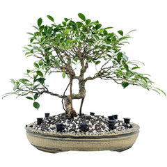 10pcs Bonsai Fertilizer Basket for Any Fertilizer