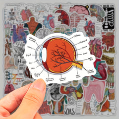 50 100 Pack Human Anatomy Medical Decals Self Adhesive PVC Wall Safe Decor