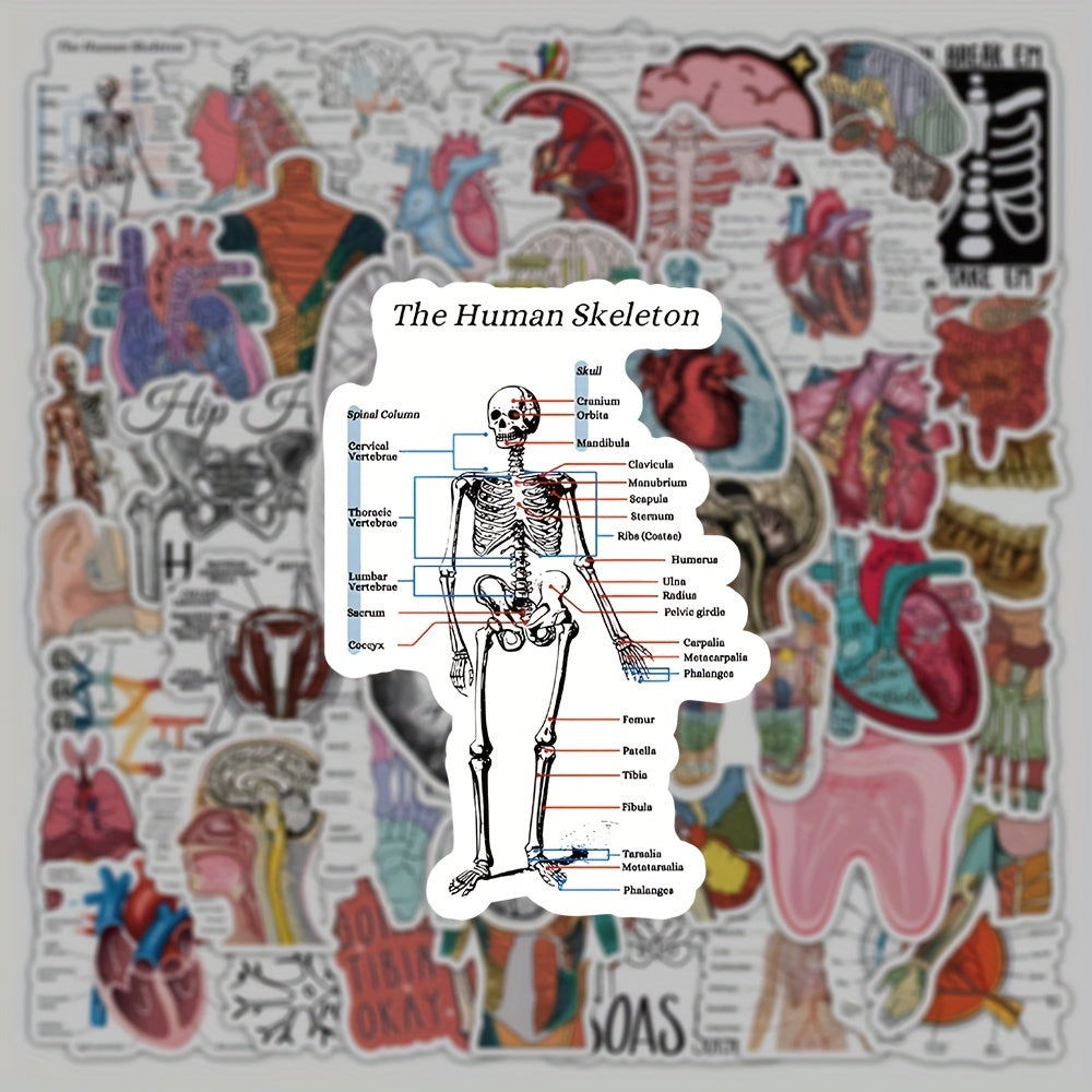 50 100 Pack Human Anatomy Medical Decals Self Adhesive PVC Wall Safe Decor